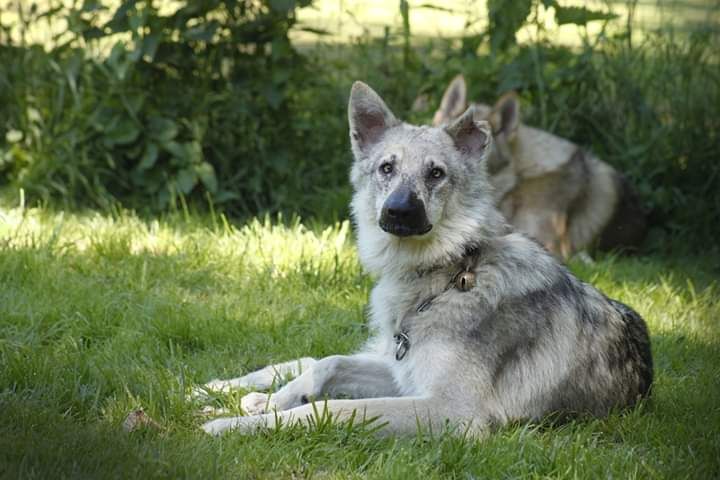 Grant Everest - Chien-loup de Saarloos - Portée née le 30/01/2018